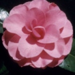 Paris Pink